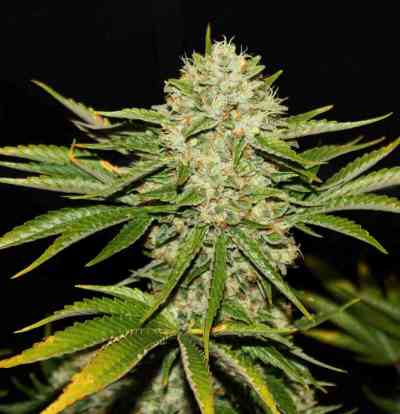 Wreckage > T.H. Seeds | Feminized Marijuana   |  hybrid